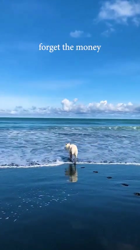 Dog Enjoying Karioitahi Beach, Auckland