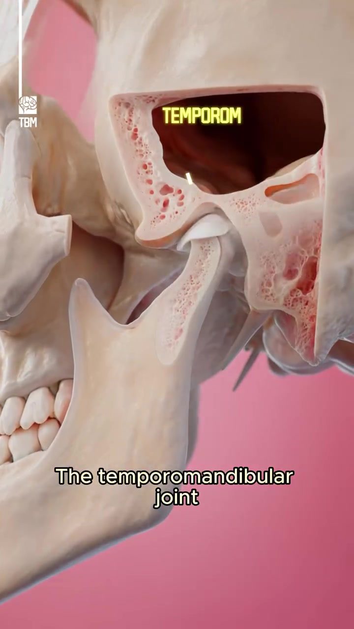How the TMJ Joint Enables Biting, Chewing, and Speaking
