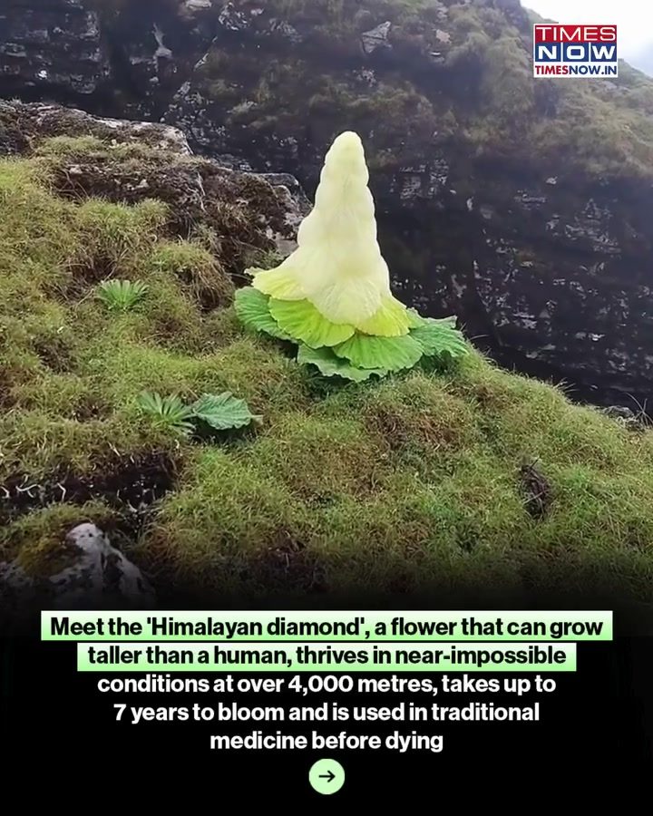 Himalayan Diamond Flower: Thriving in Extreme Altitudes
