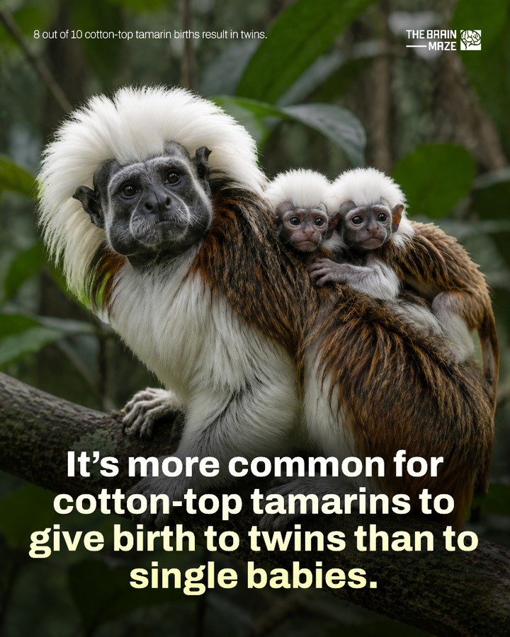 Cotton-Top Tamarins: The Primates With High Twin Birth Rates