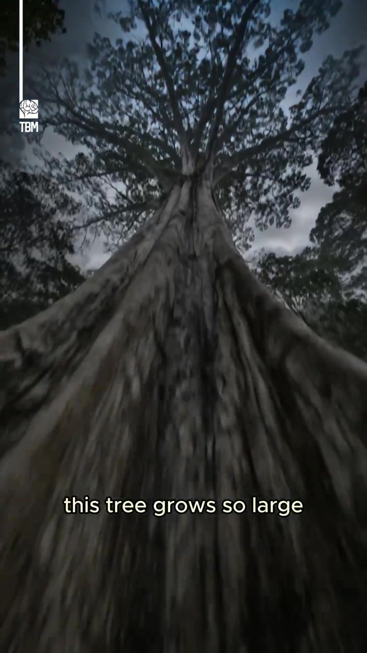 Discover the Kapok Tree's Incredible Root System
