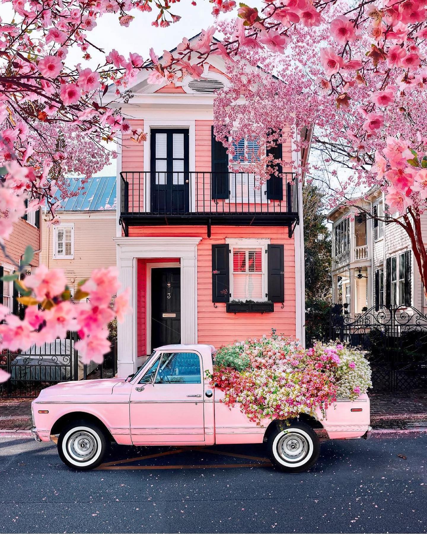 Pink House and Truck with Cherry Blossoms