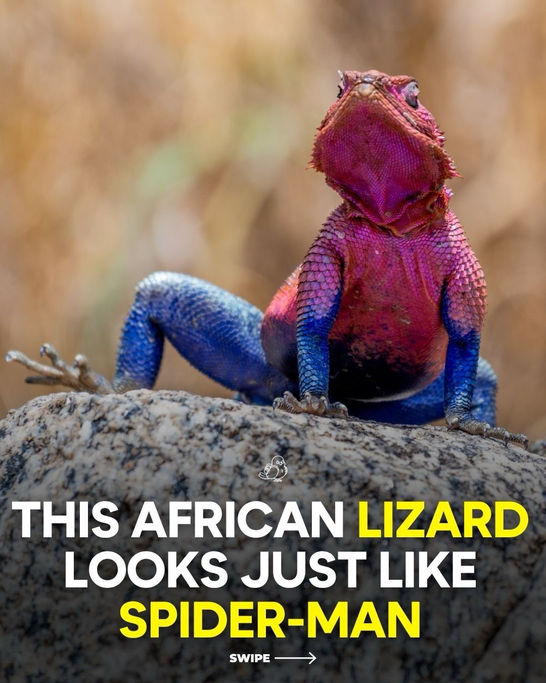Meet the Spiderman Lizard of East Africa