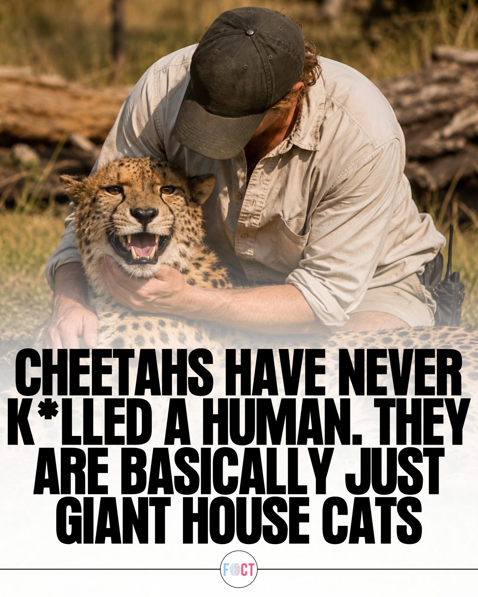 Cheetahs: Myths Debunked—Gentle Giants, Not Dangerous Predators