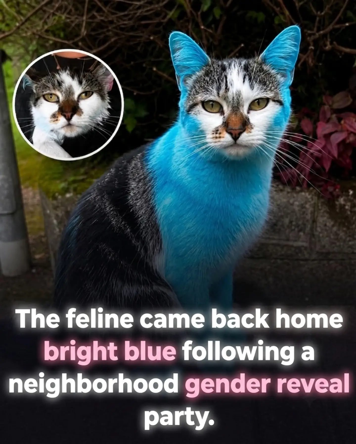 ### Wilbur's Unexpected Transformation: Cat Turns Blue After Gender Reveal