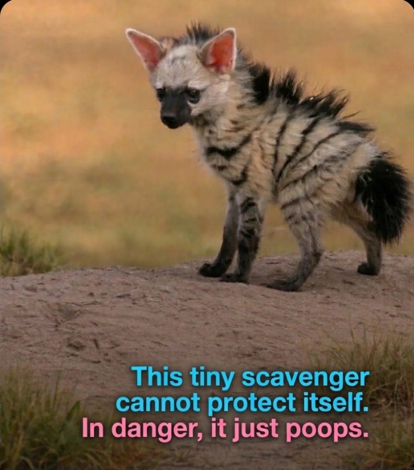 Aardwolves: The Gentle Giants of the Hyena Family