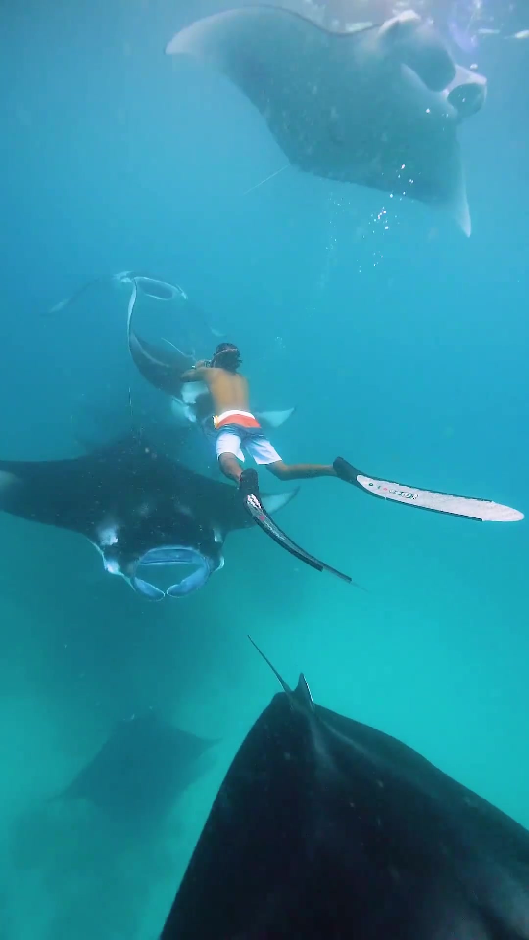 Freediving with Manta Rays: Underwater Encounter