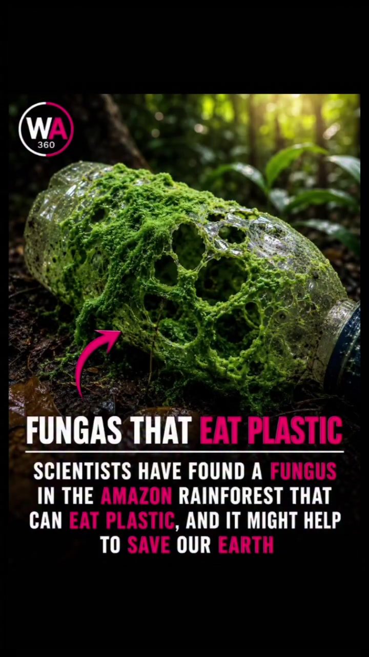 Amazon Fungus Offers Hope in Plastic Pollution Fight