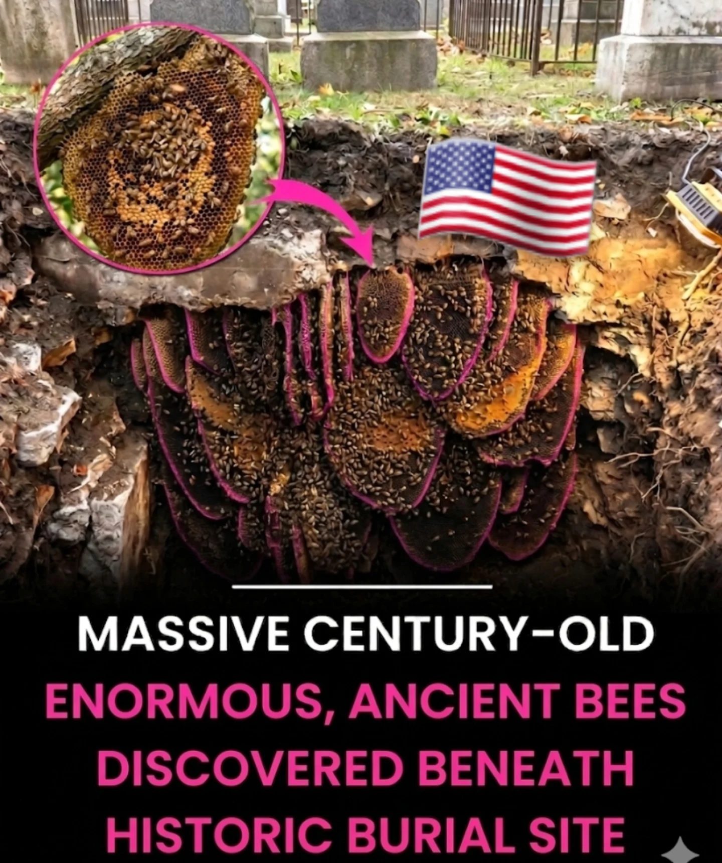 Massive 5.5 Million Bee Colony Found in Cemetery