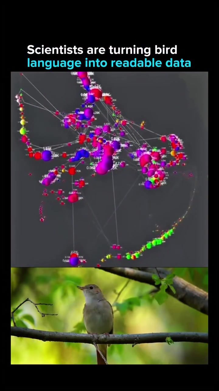 Decoding Bird Language: How Scientists are Turning Calls into Data