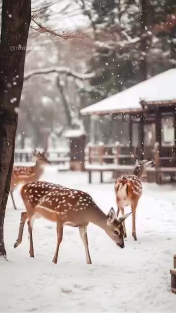 Exploring Luxury in a Winter Wonderland Hotel
