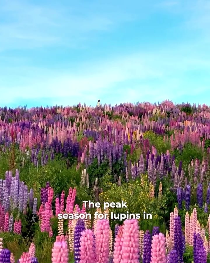 Lupin Fields in New Zealand: Best Places to See