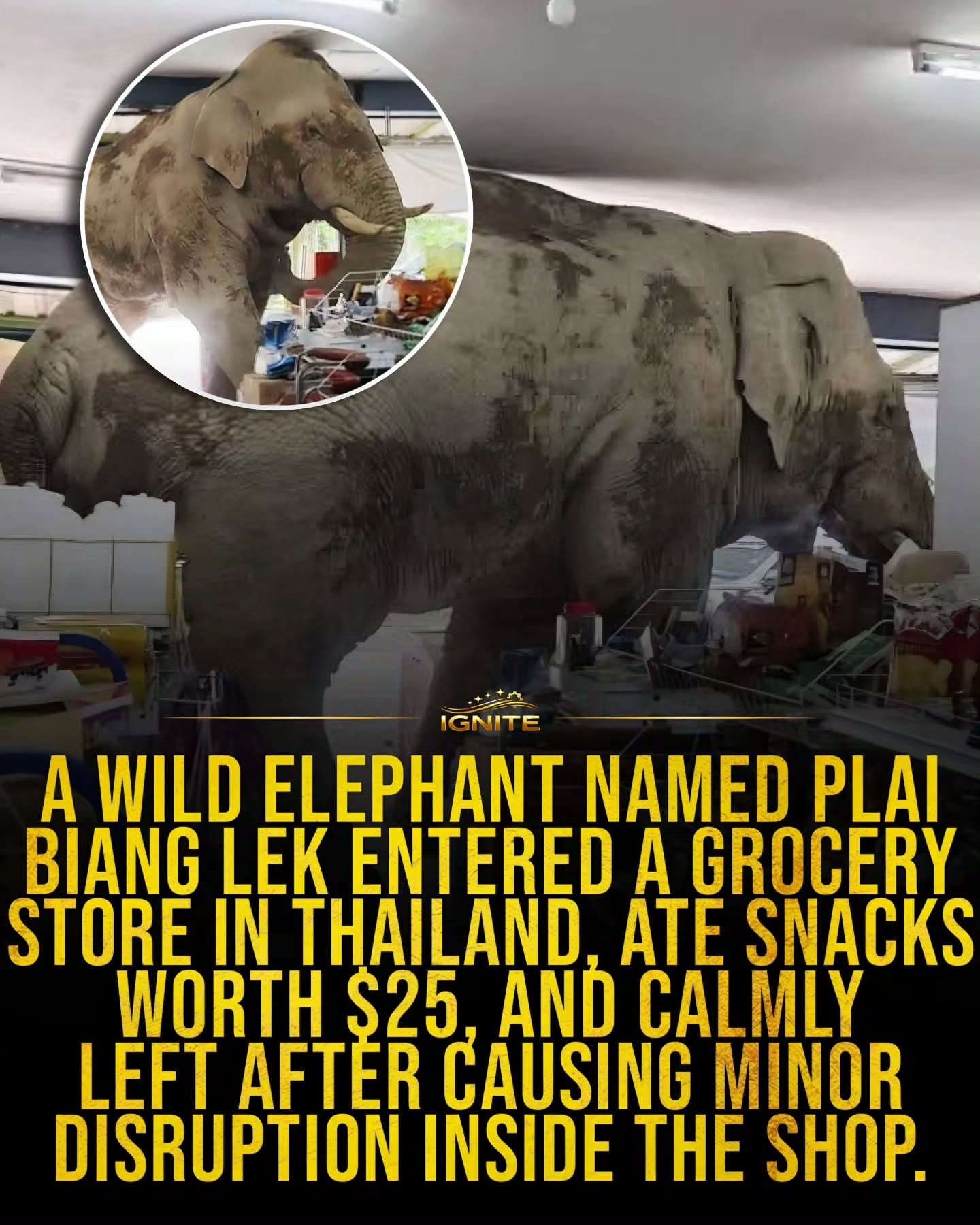 Elephant Calmly Leaves Grocery Store After $25 Snack Run