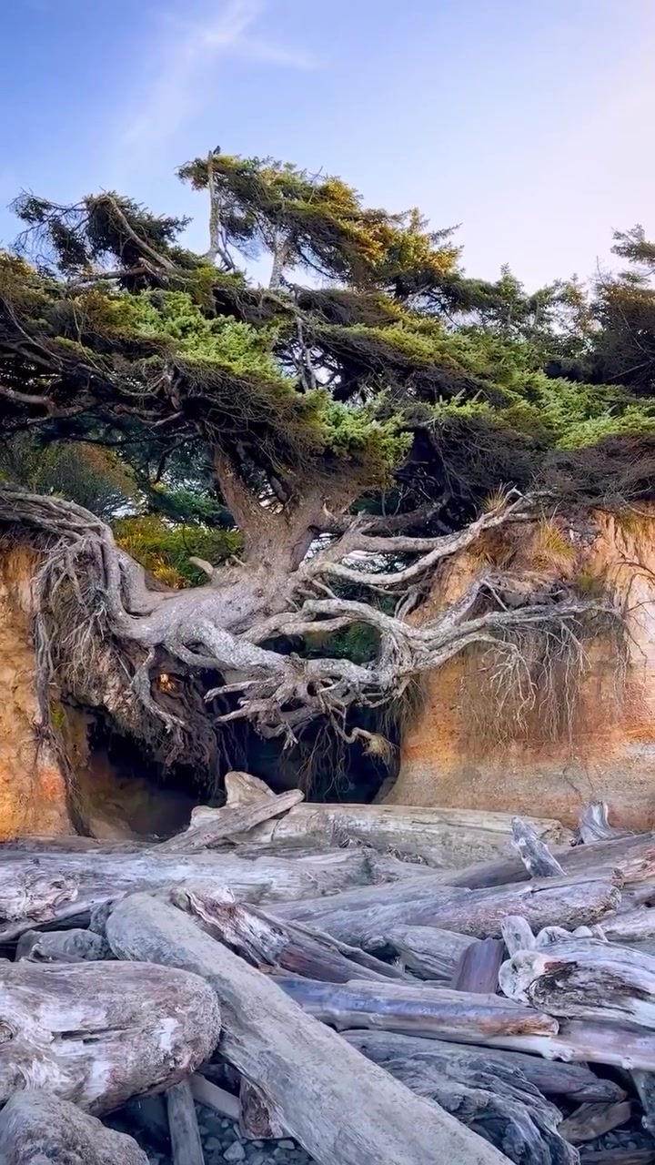 Kalaloch Tree of Life: Coastal Roots in Olympic National Park