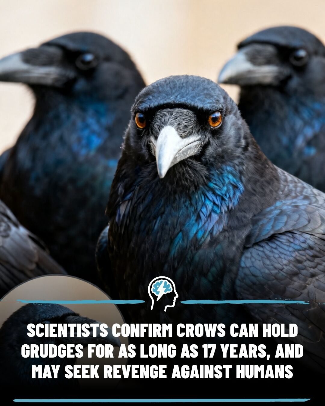 American Crows: Holding Grudges for Nearly 20 Years