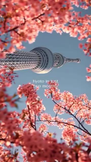 Explore Kyoto's Cherry Blossoms: A Visual Journey