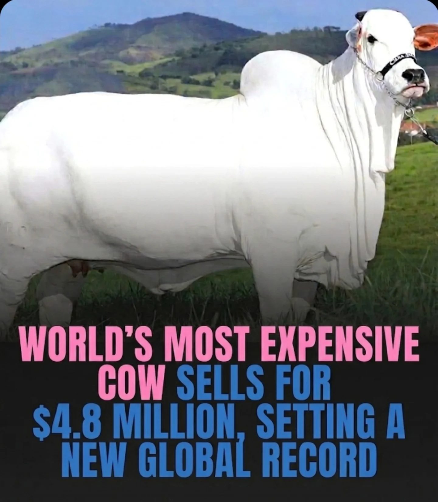 Meet Viatina-19: The $4.8 Million Cow Breaking Records