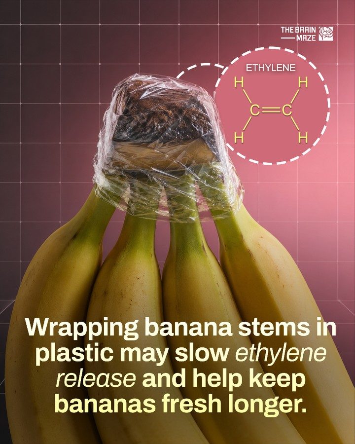 How Plastic Wrap Extends Banana Freshness