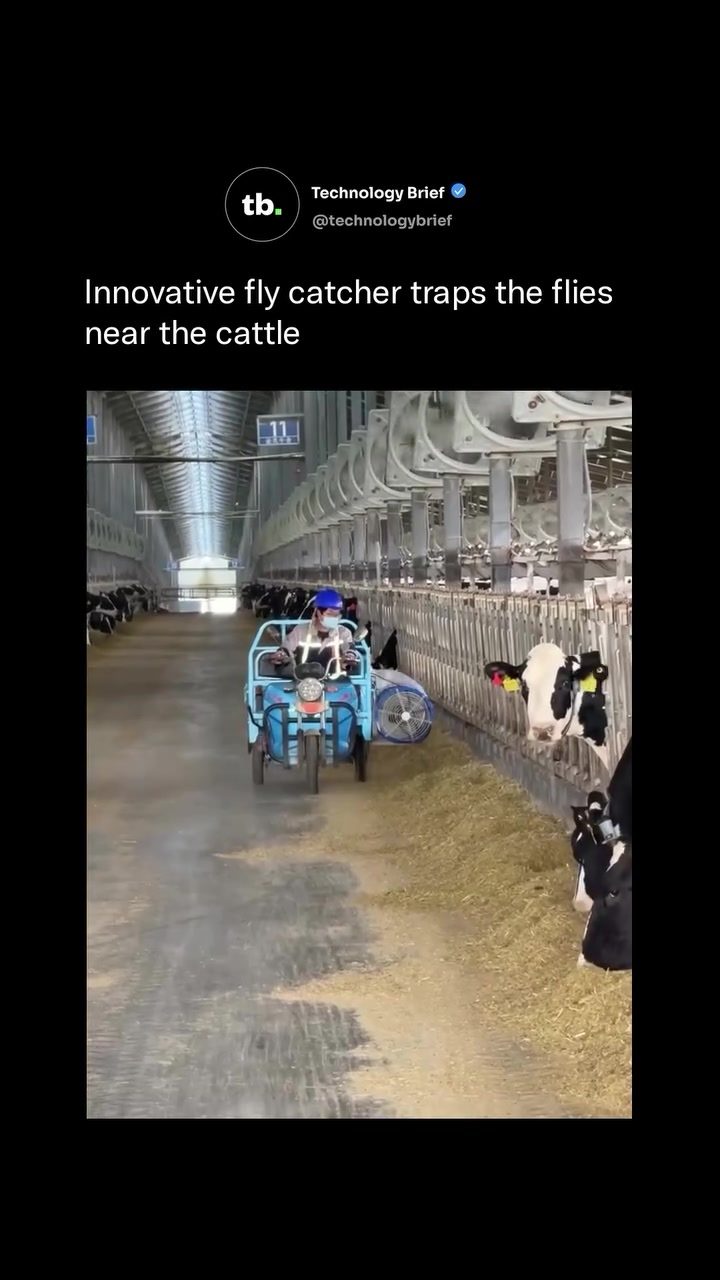 Innovative Fly Catcher Device Boosts Dairy Farm Efficiency