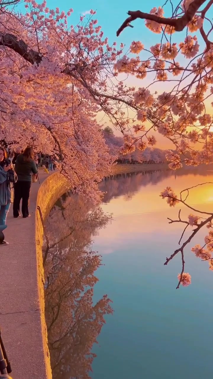 Cherry Blossoms at Sunset in Washington DC
