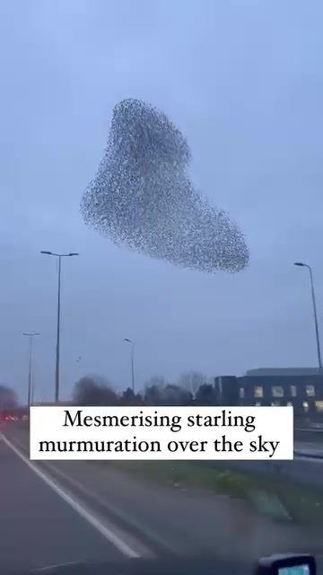 Starling Murmuration: Nature's Dynamic Aerial Ballet