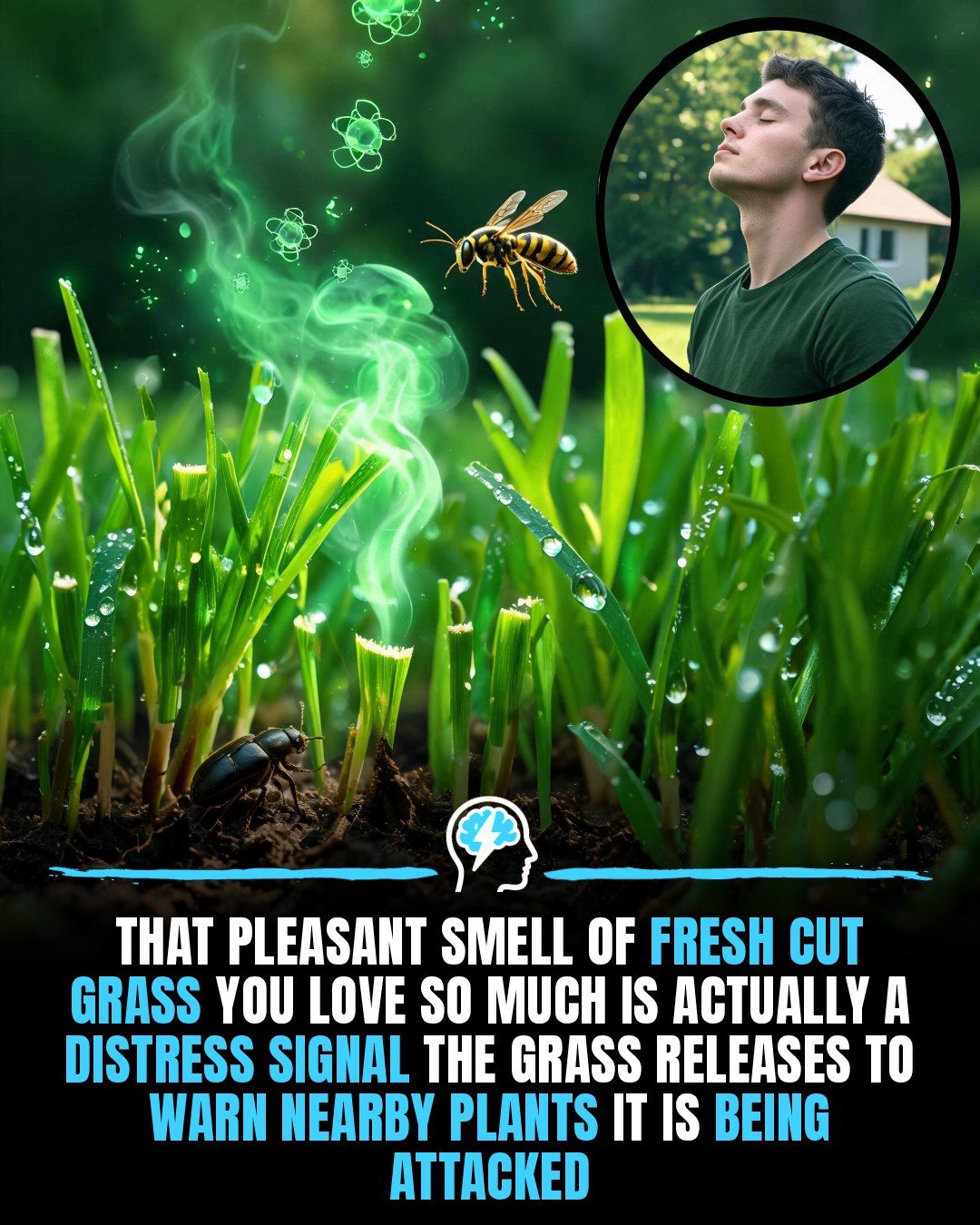 The Surprising Reason Behind the Pleasant Smell of Freshly Cut Grass