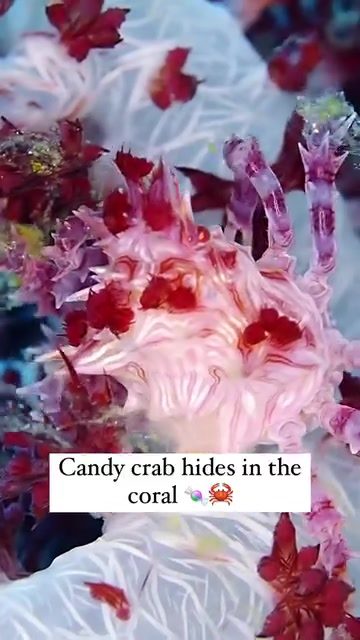 Candy Crabs' Incredible Coral Camouflage