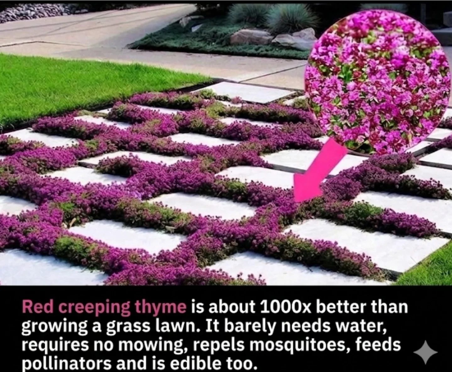 Creeping Thyme's Benefits as a Grass Lawn Alternative