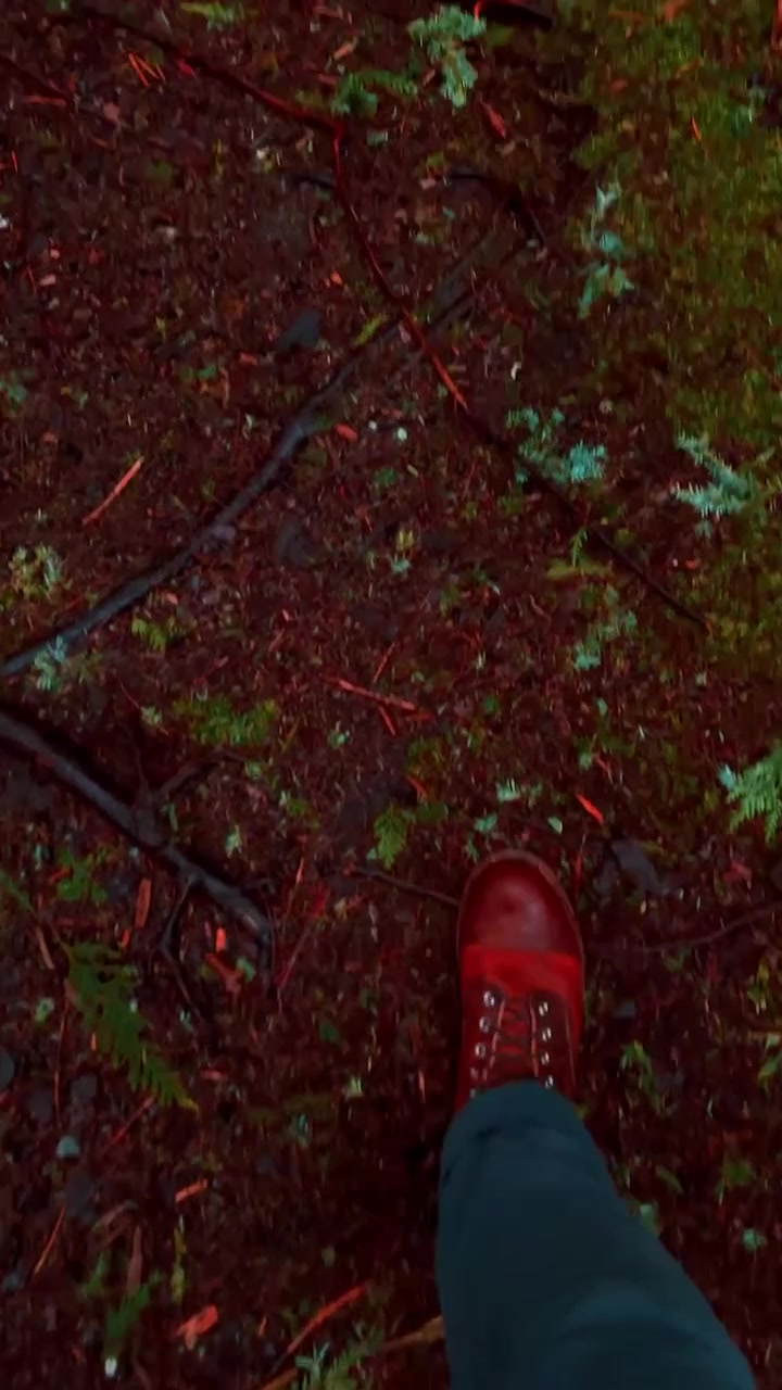 Vancouver's Lush Forests: A Serene Walk
