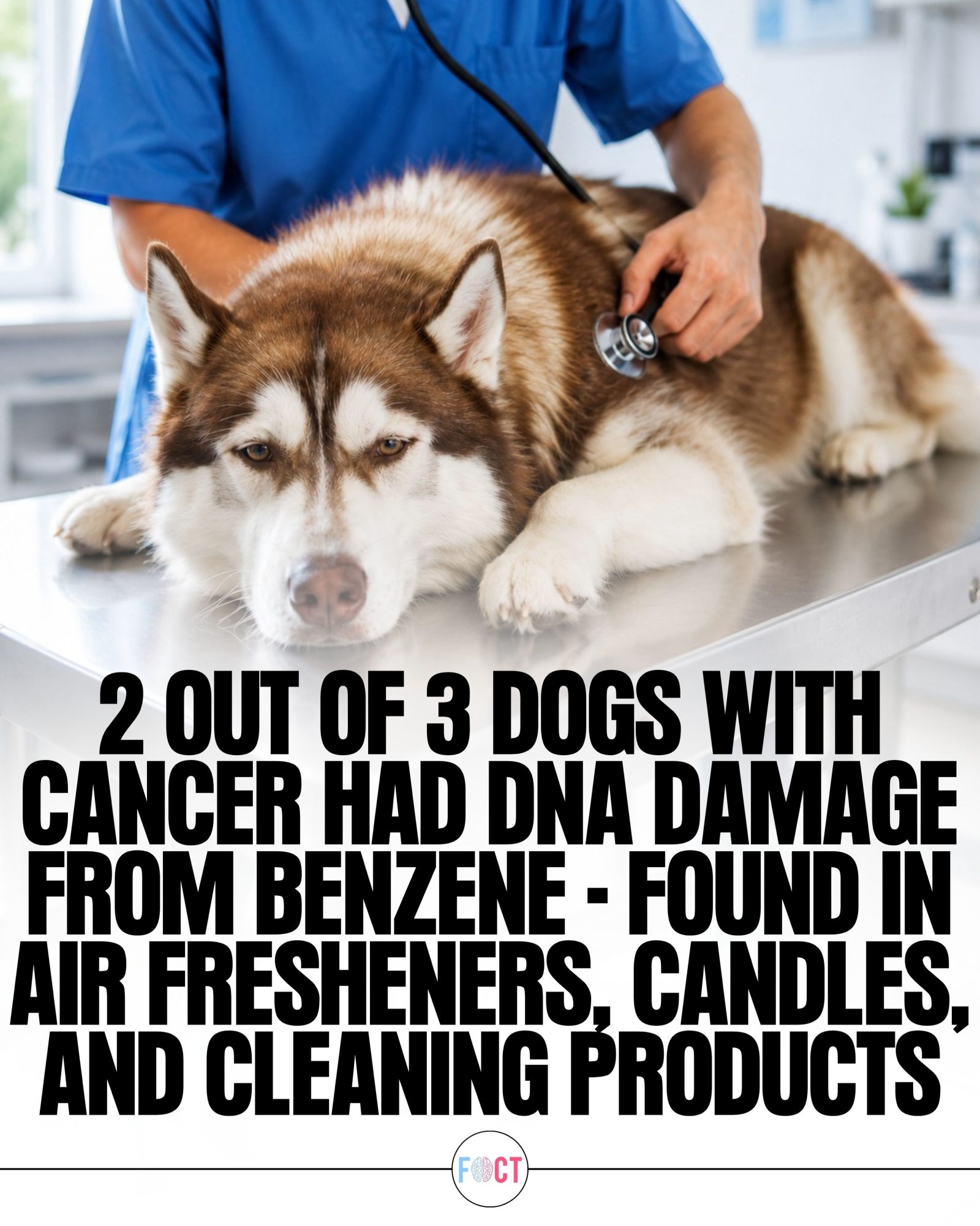 Benzene in Household Products: A Hidden Threat to Dog Health