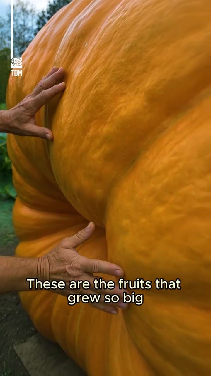 World's Largest Fruits: From Giant Strawberries to Record-Breaking Pumpkins