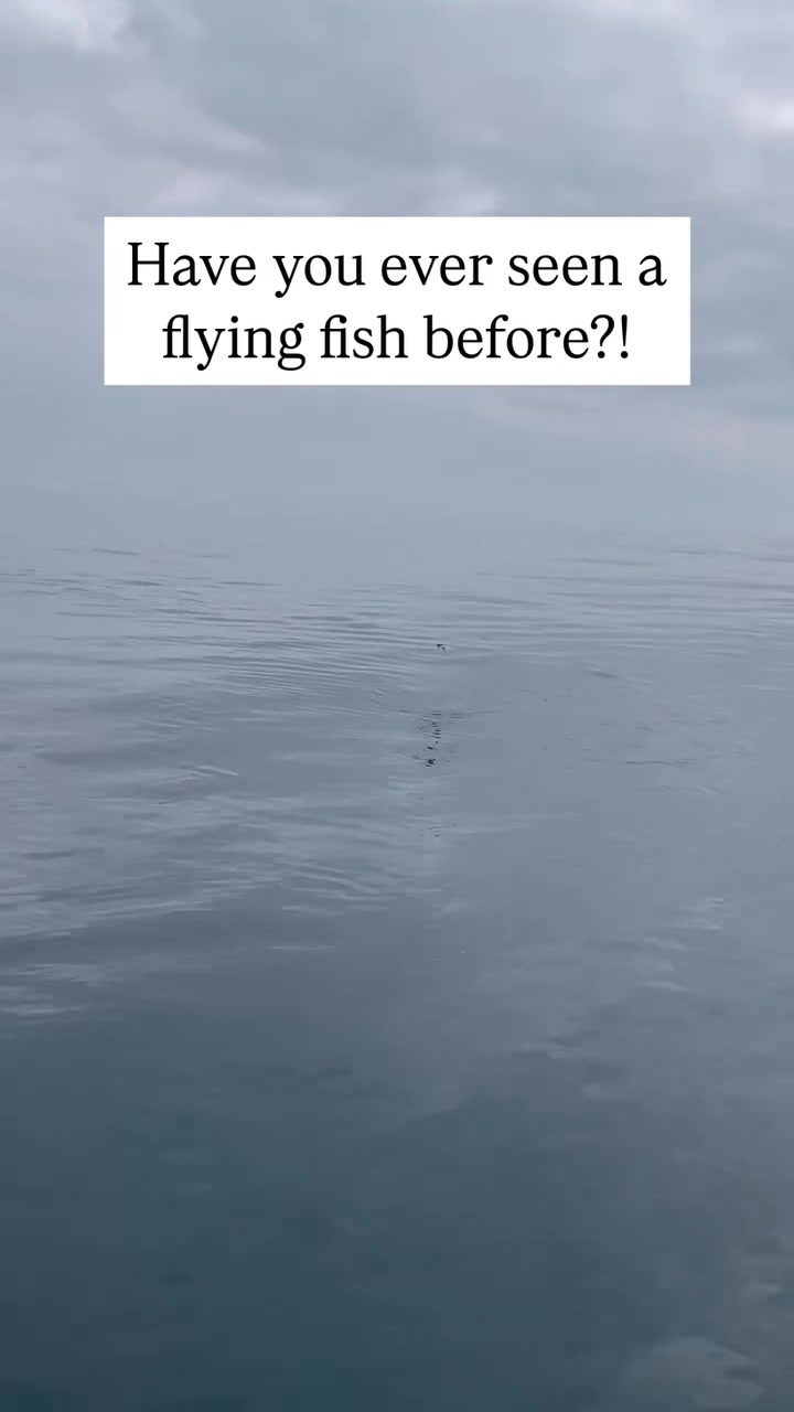 Discover the Awe-Inspiring Flying Fish: A Natural Wonder