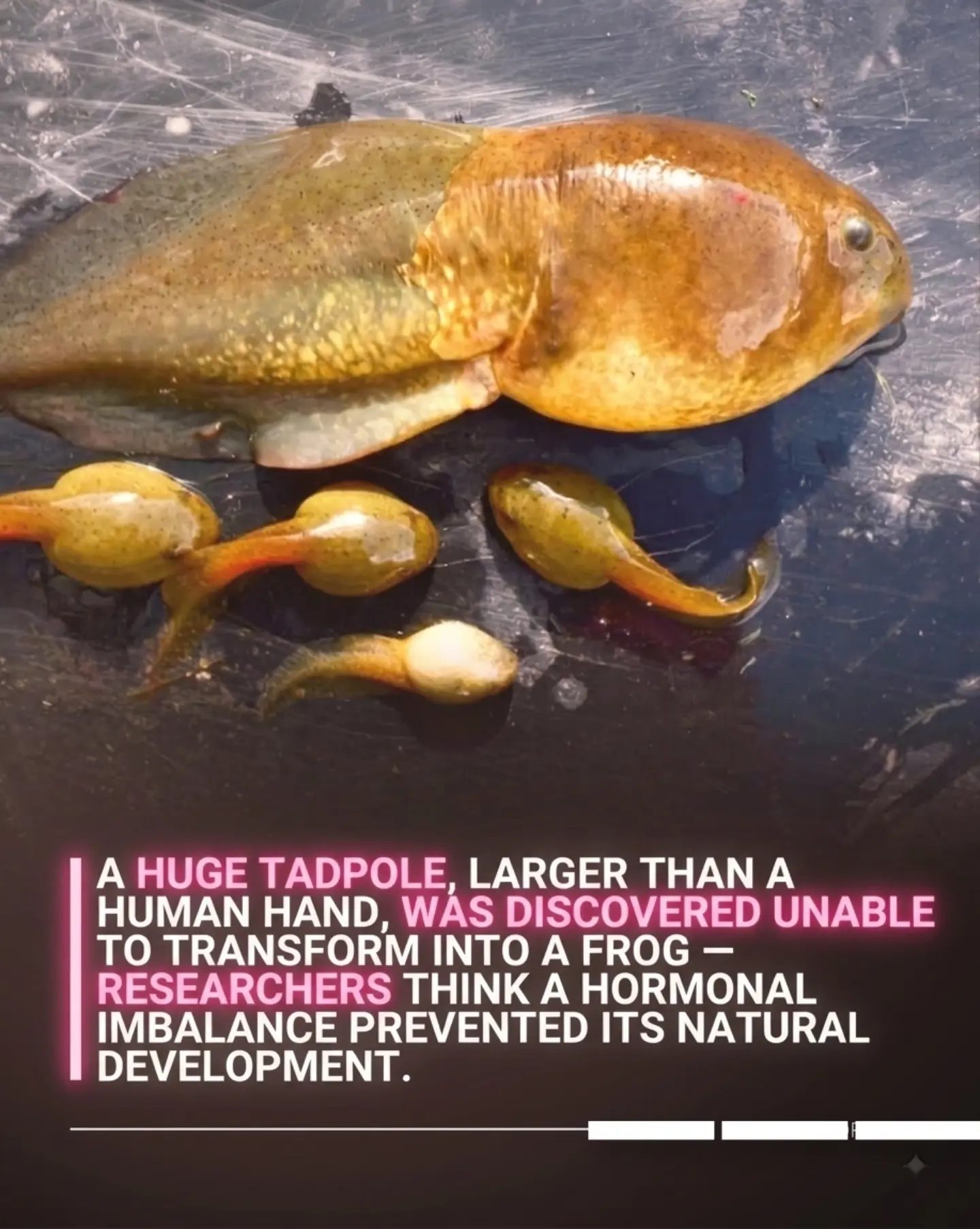 Goliath: The Giant Tadpole Scientists Can't Explain