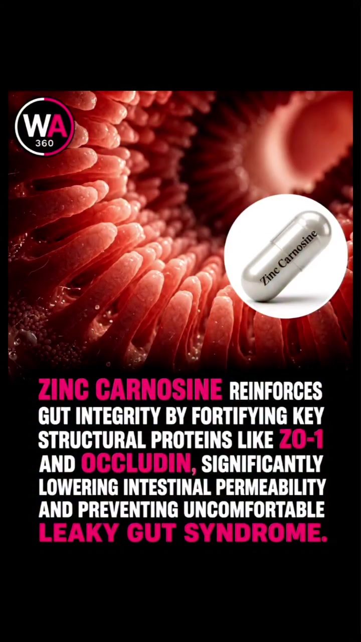 Learn How Zinc Carnosine Can Boost Gut Integrity
