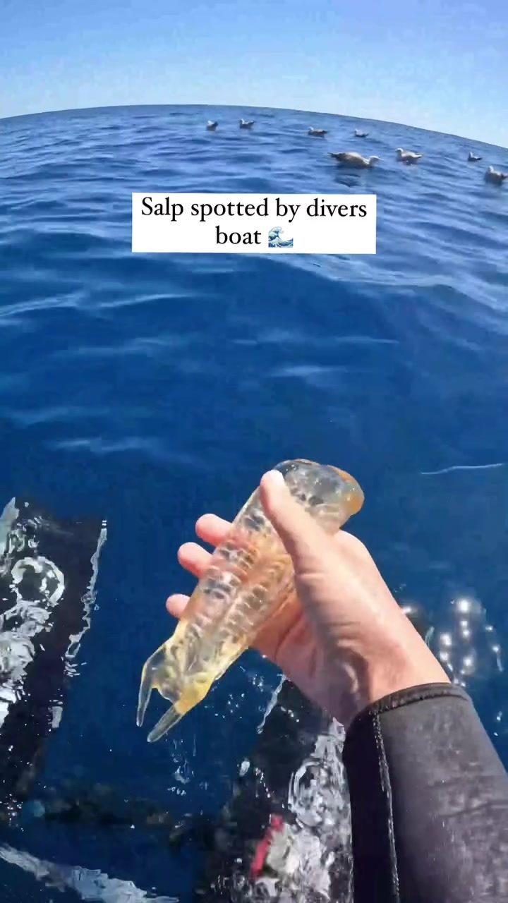 Divers Discover Transparent Marine Organism: Salp