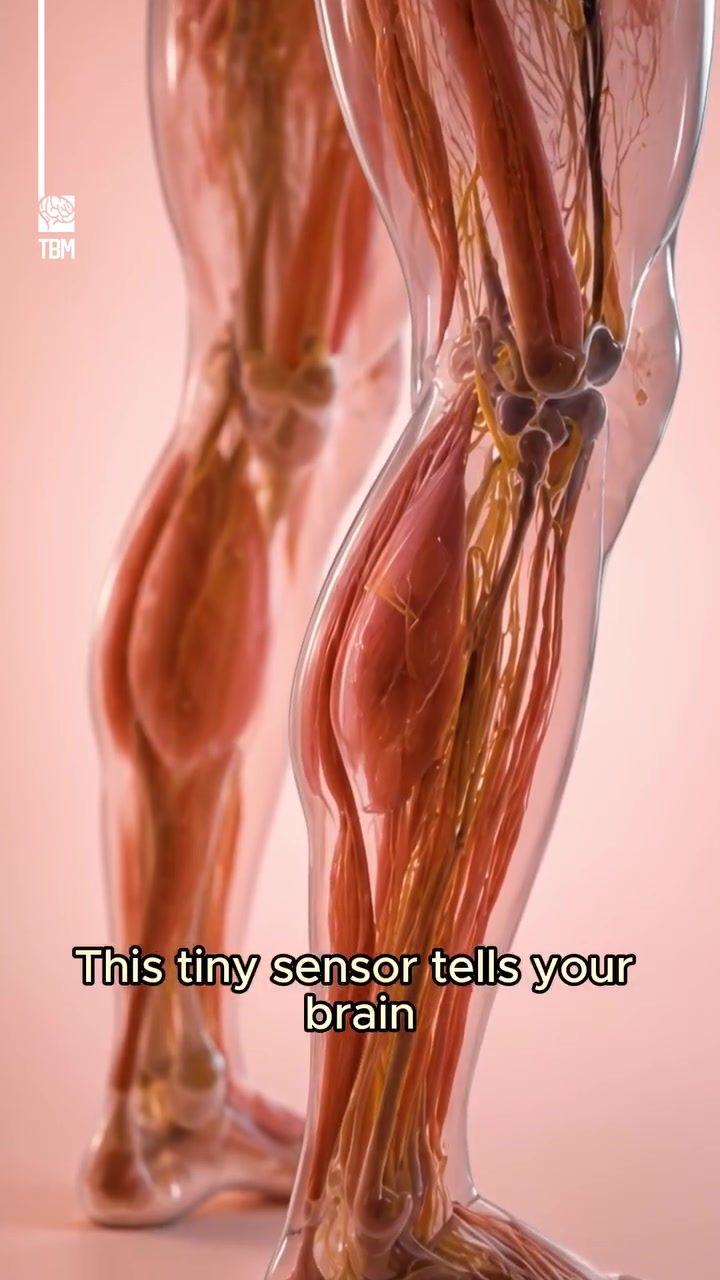 Muscle Spindles: Your Body's Secret Balance Keepers