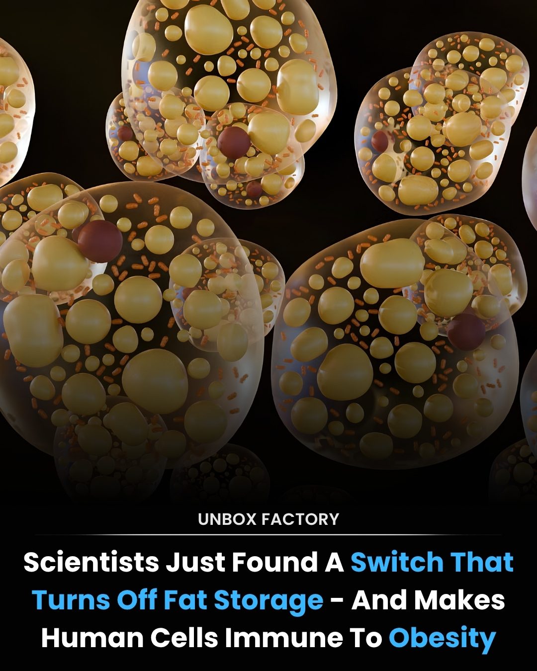 Scientists Discover Switch to Make Cells Immune to Obesity