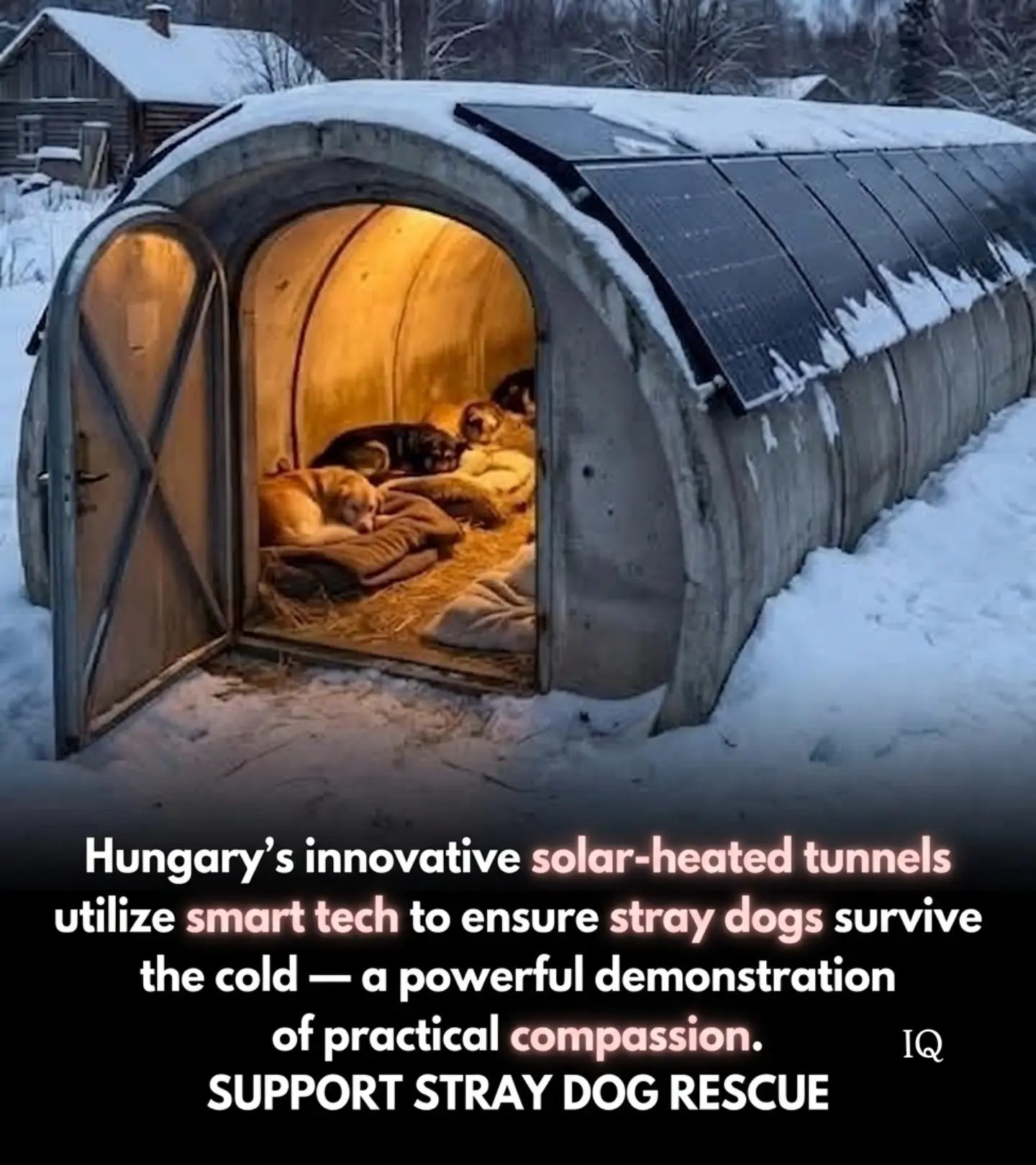 Hungary's Solar-Heated Tunnels: A Warm Haven for Stray Dogs