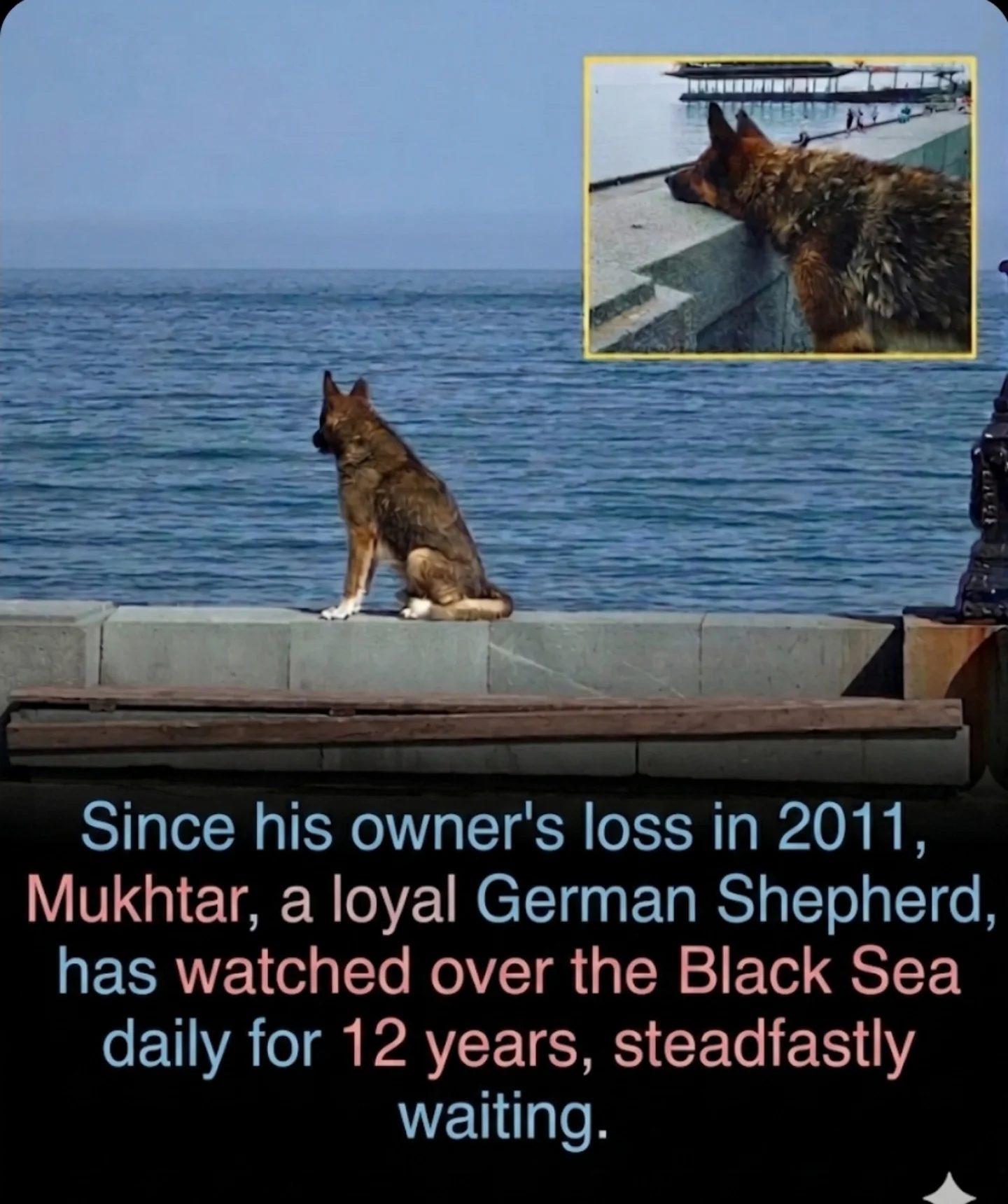 Mukhtar: The German Shepherd's 12-Year Vigil by the Black Sea