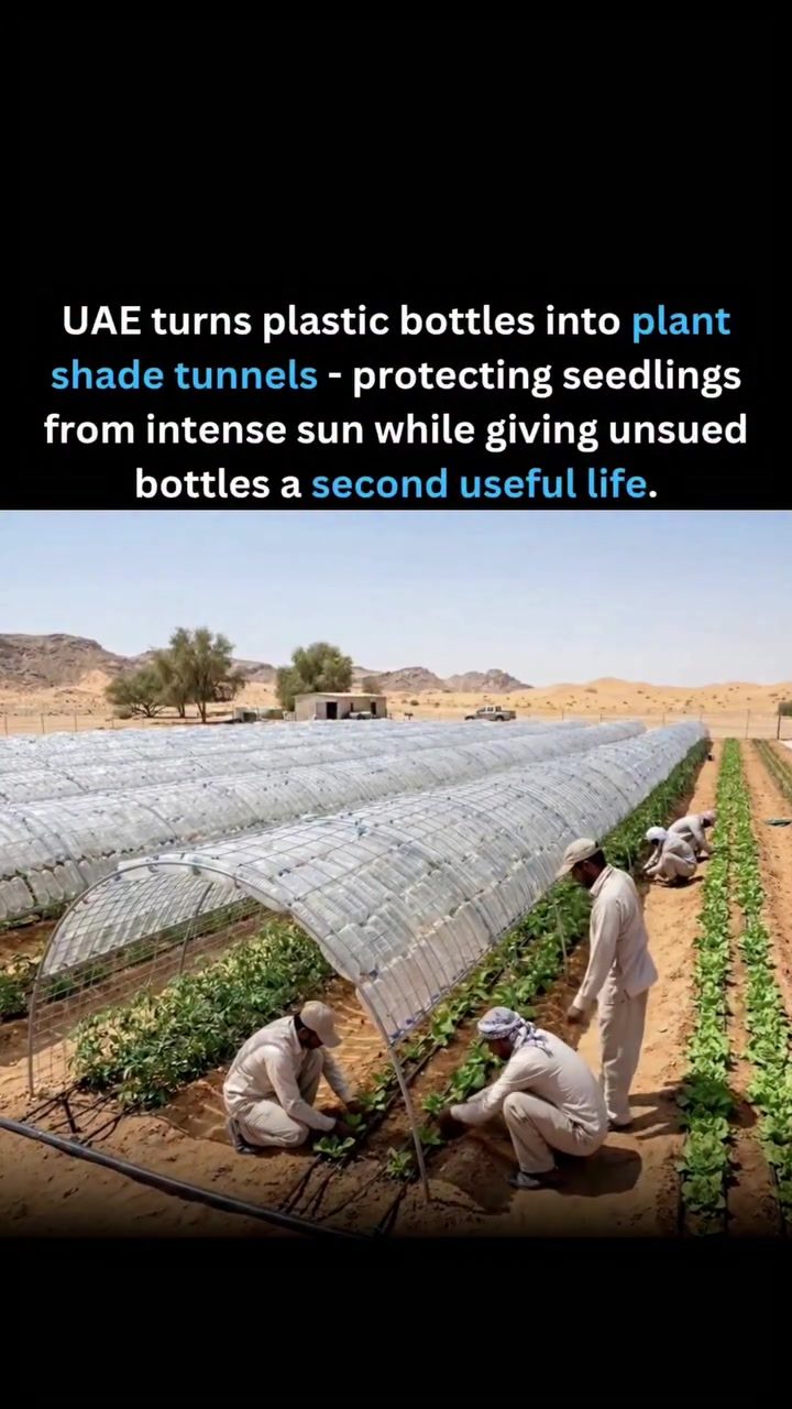 Sustainable Agriculture: UAE's Plastic Bottle Shade Tunnels