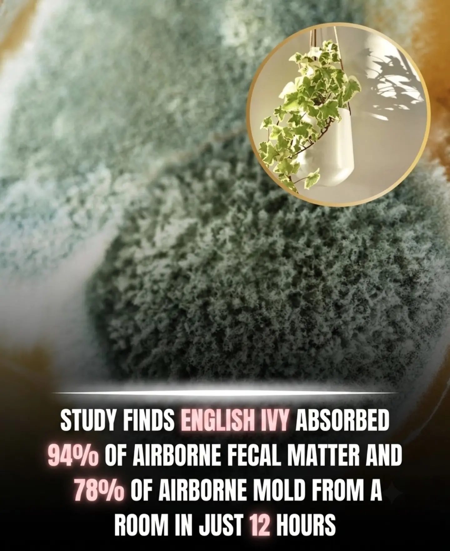 English Ivy's Air Purifying Claims Debunked