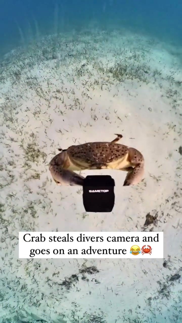 Crab Hijacks Underwater Camera in Bahamas