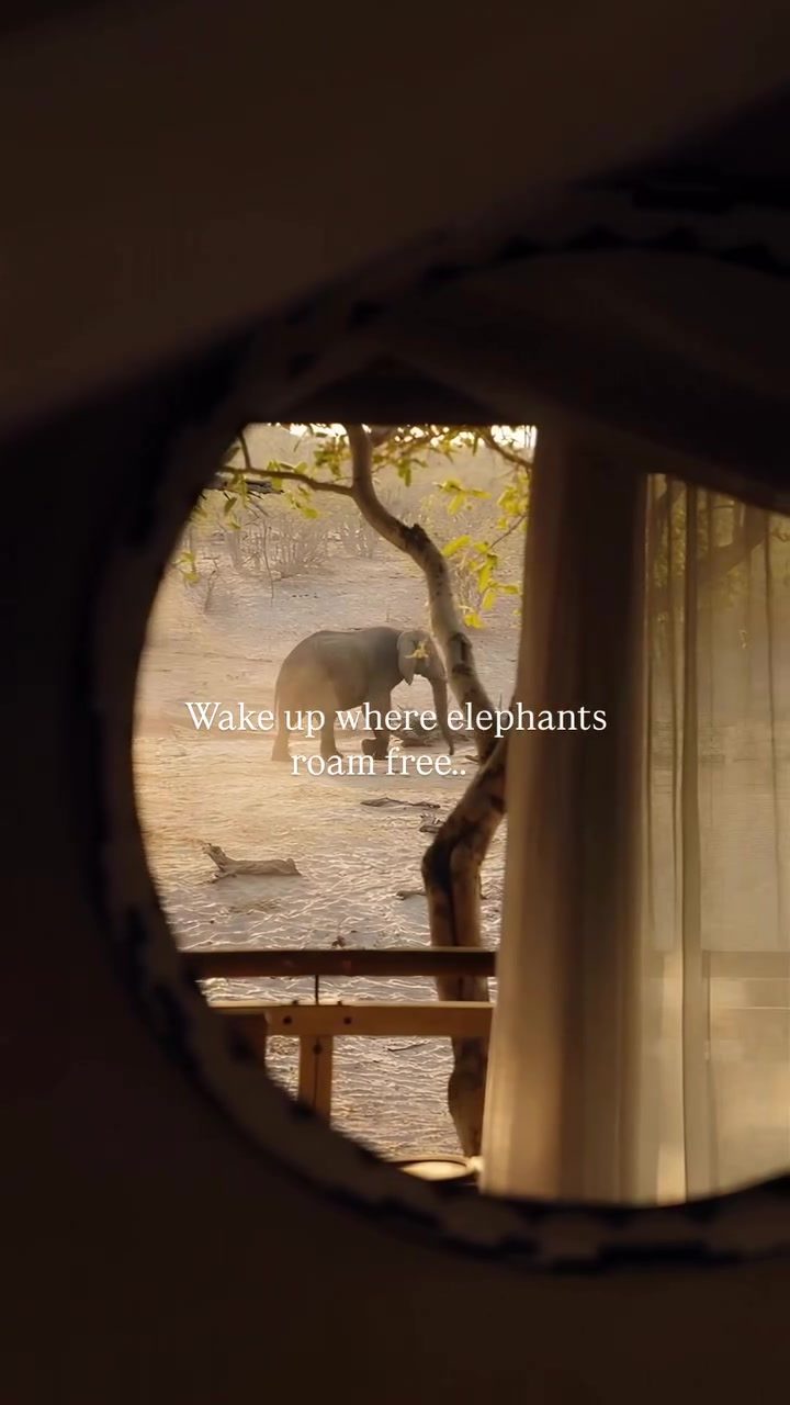 A Glimpse into Lavish Safari Adventures