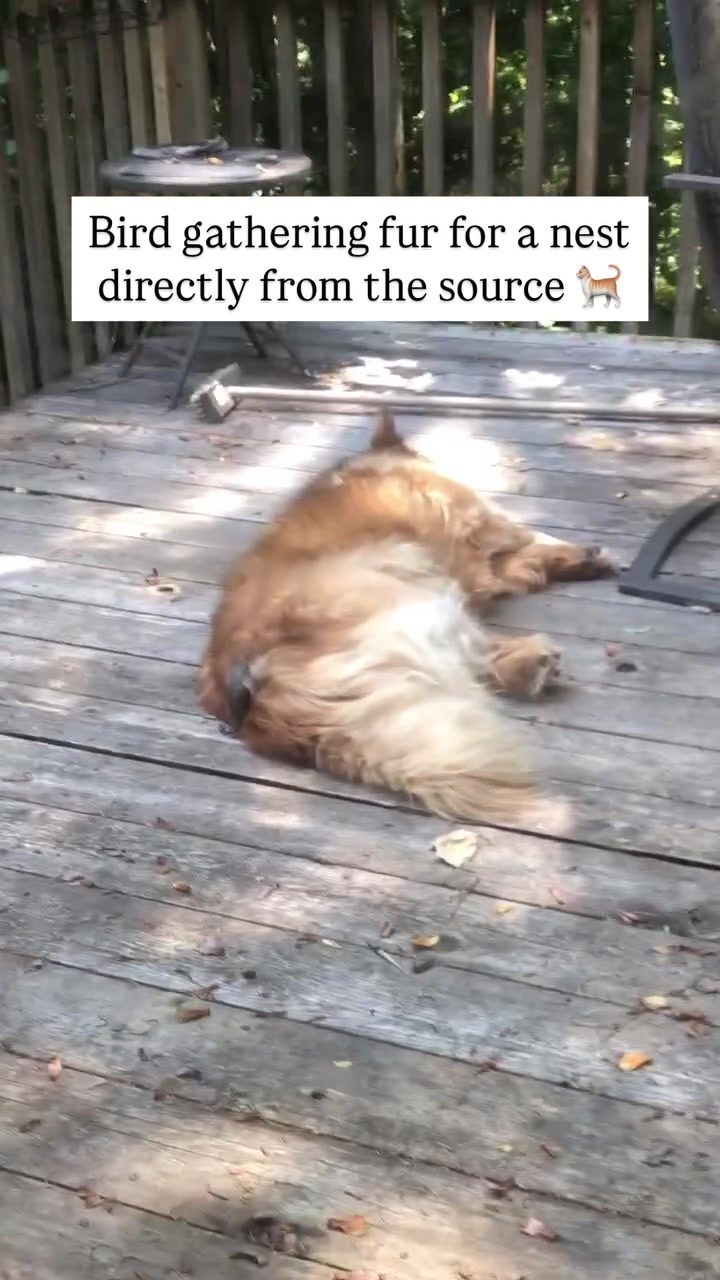 Fluffy Dog's Deck Day: Nature's Playtime