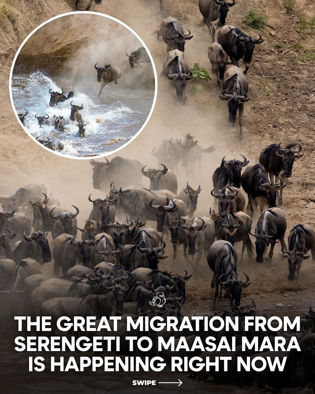 Experience the Great Migration: Witness Over a Million Animals Journeying from the Serengeti to the Maasai Mara