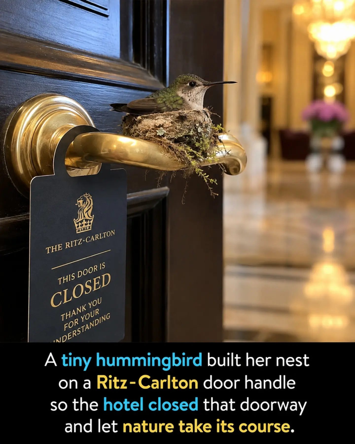 The Ritz-Carlton Protects Hummingbird Nest on Door