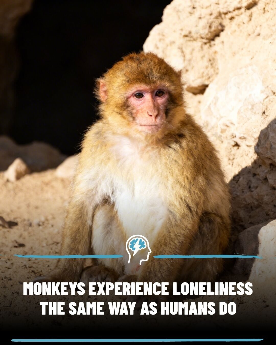 Monkeys Share Human-like Loneliness