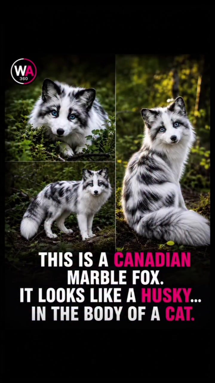Canadian Marble Fox: Husky Looks in a Cat’s Body