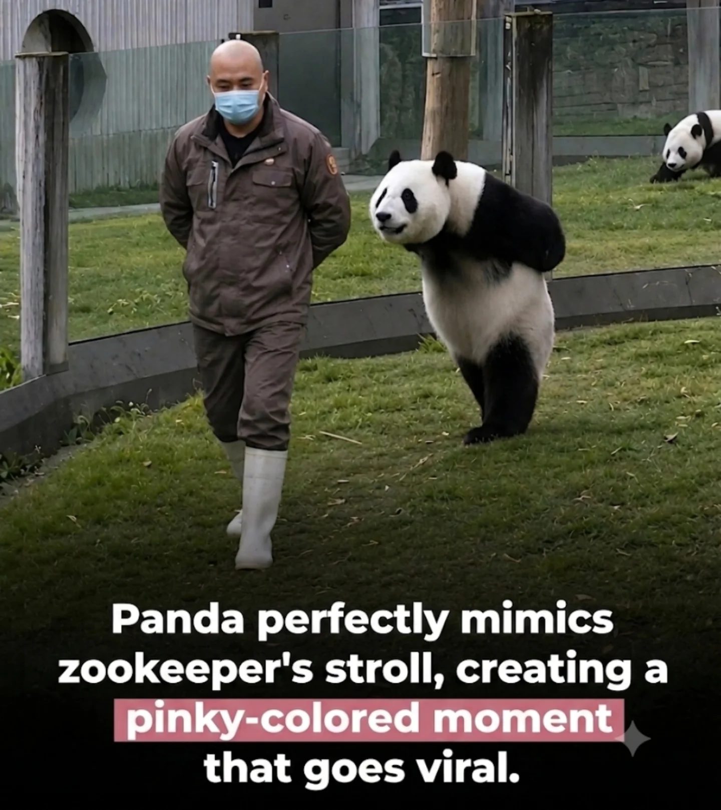 Panda Mimics Zookeeper's Walk in Viral Moment