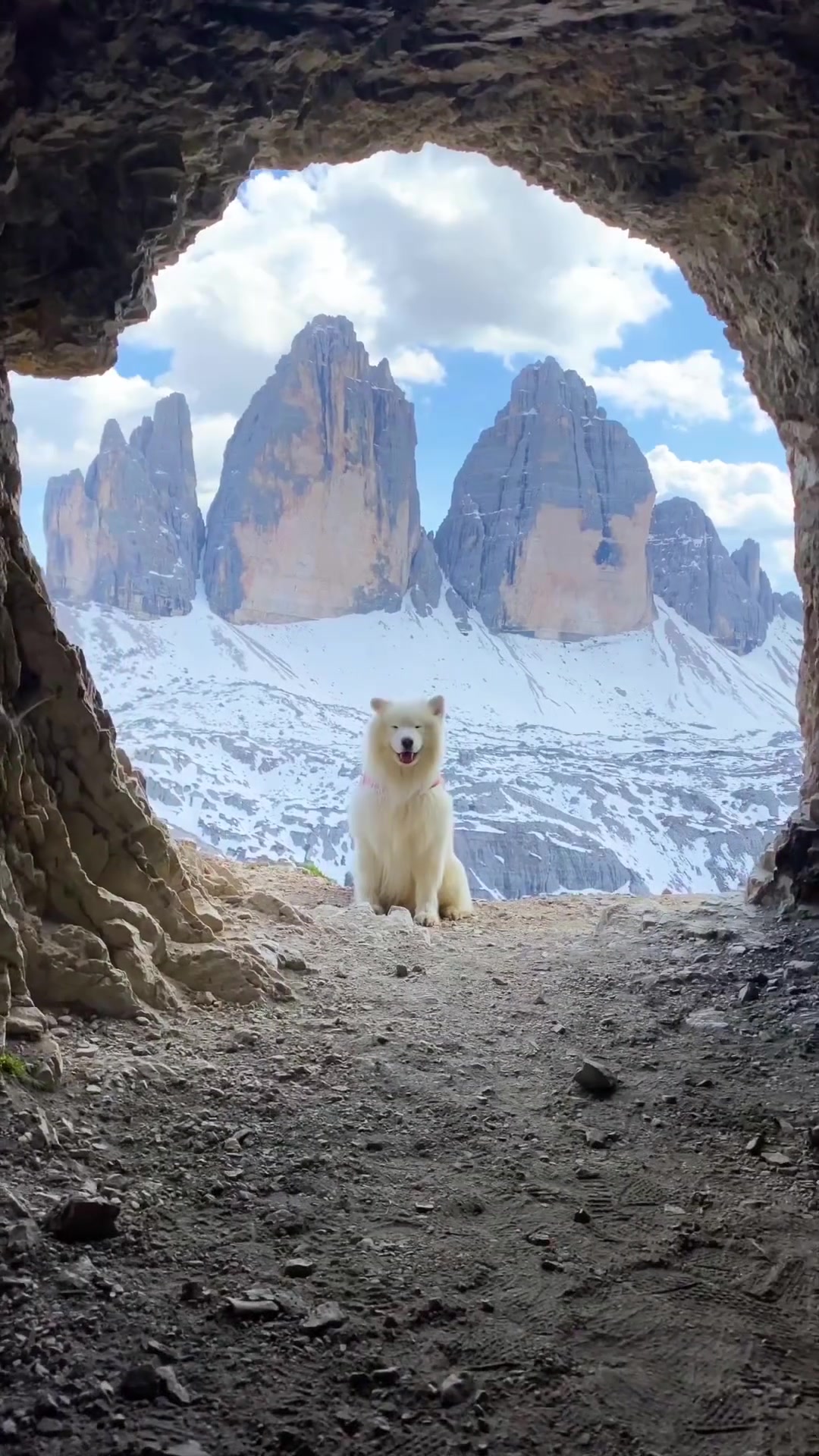 Siberian Husky in the Dolomites: A Stunning View